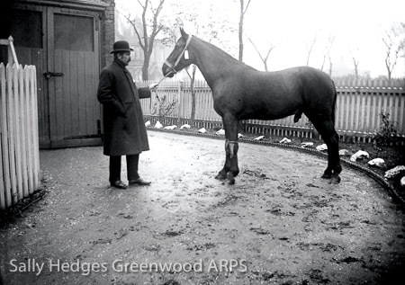 Buying Horses for the railway